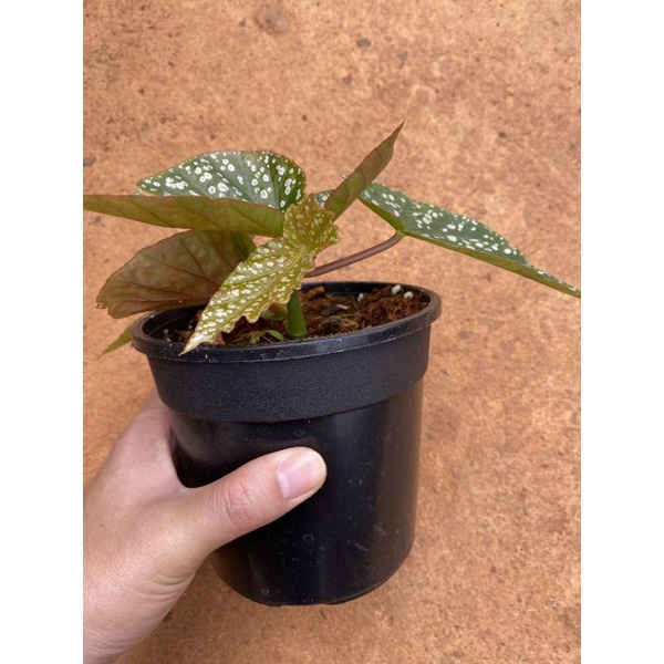 Cây begonia Snowcap