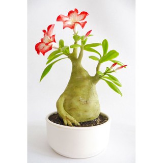 2 CÂY GIỐNG HOA SỨ THÁI