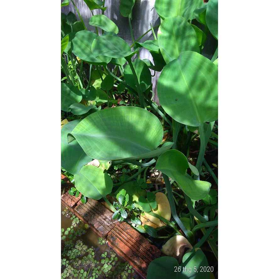 Cây kèo nèo - Cây thủy sinh (1 cây giống khoảng 20 - 30 cm)
