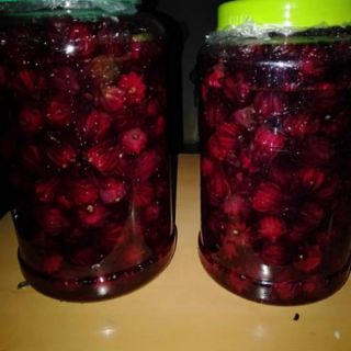 Hạt giống hoa atiso đỏ Thái Lan