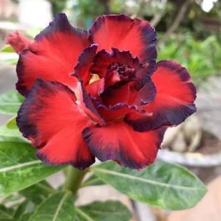 Sứ thái kép hàng gieo hat