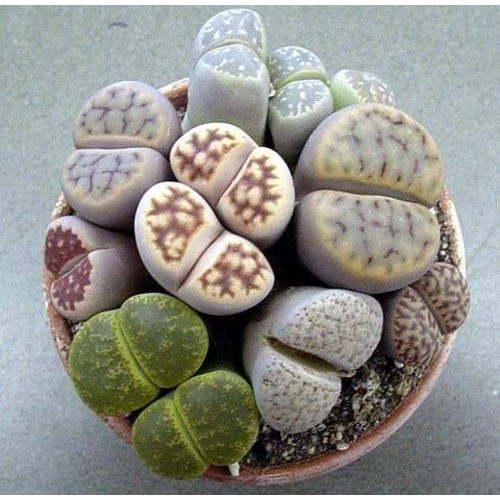 (Mua 5 Tặng 1) Sen Đá Lithops, Sen Mông, Sen Thạch Lan Mini Siêu Xinh Xắn, Dễ Chăm Sóc Cực Kỳ