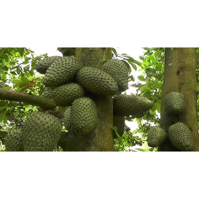 Cây giống mãng cầu xiêm cây ghép siêu sớm