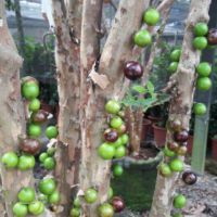 Cây nho thân gỗ nhỡ