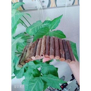 Gỗ thông uốn cong làm hầm trú hamster