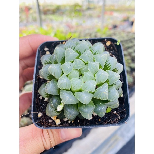 Sen đá kim cương haworthia cooperi SONDA GARDEN size bé 5-7cm, xuất xứ Đà Lạt, khoẻ đẹp, lỗi 1 đổi 1