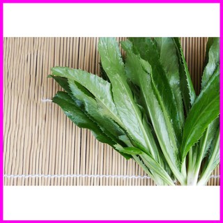 [ Hạt giống Rau] Gói 1g hạt giống ngò gai - Mina Shop
