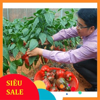 10 Hạt giống Ớt chuông mix (tặng gói Kích nẩy mầm và Hướng dẫn)