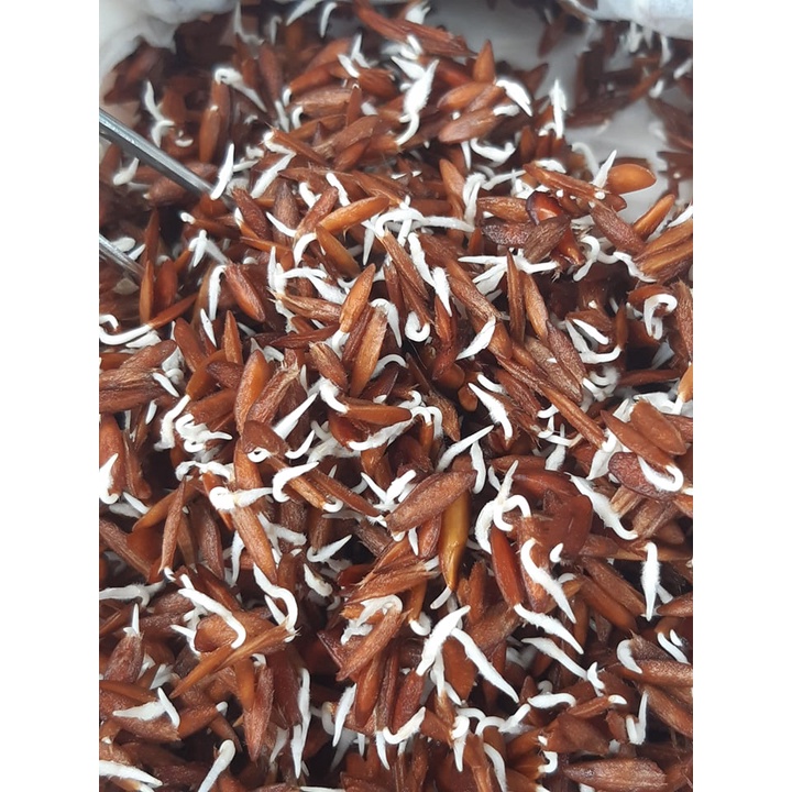 40 hạt giống lá giang