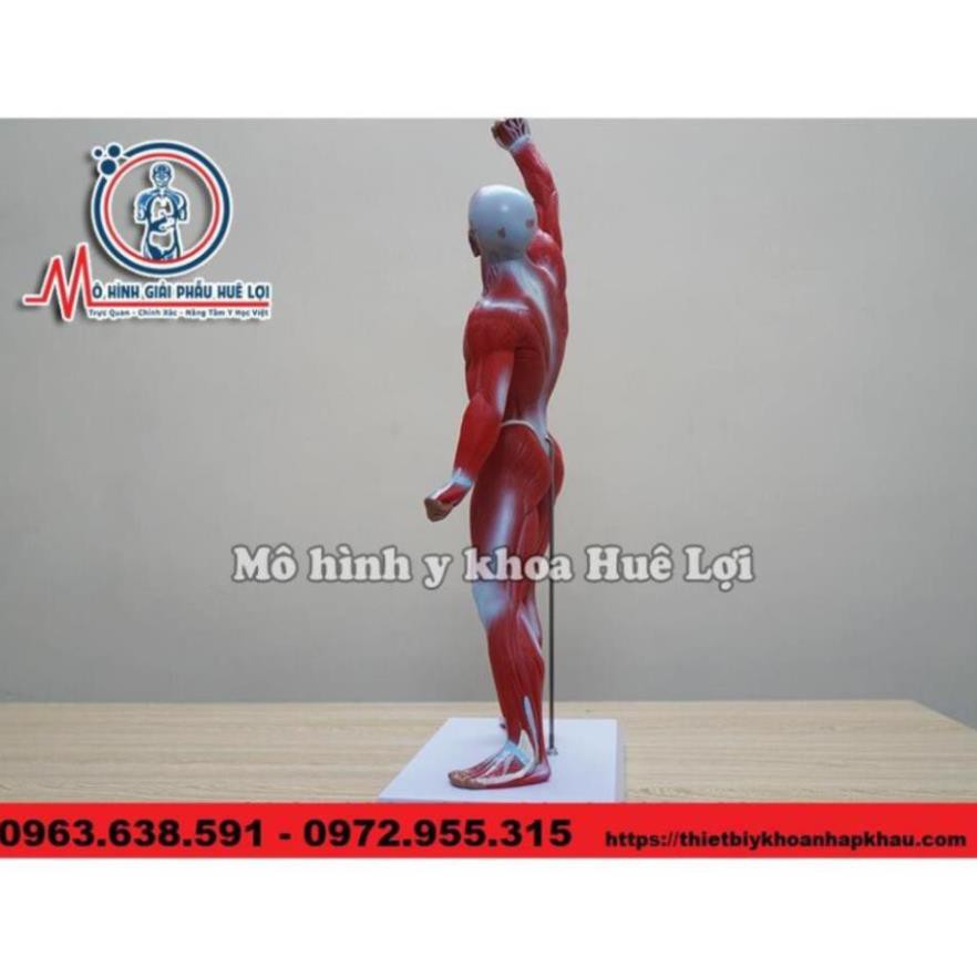 MÔ HÌNH GIẢI PHẪU TOÀN BỘ LỚP CƠ NÔNG CỦA CƠ THỂ NGƯỜI
