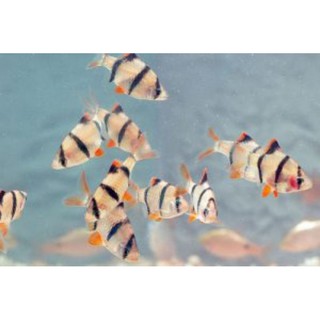 Cá tứ vân (chỉ bán khu vực tp.hcm) (5k/con)