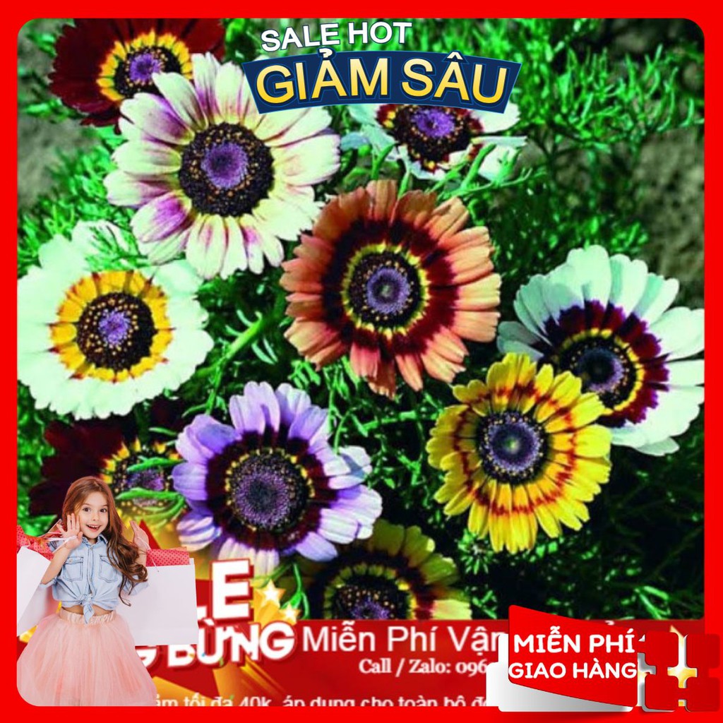Hạt Giống Hoa Cúc Chi Mix - 50 Hạt / Gói