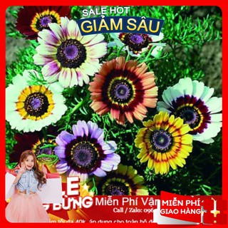 Hạt giống hoa cúc chi mix - 50 hạt / gói