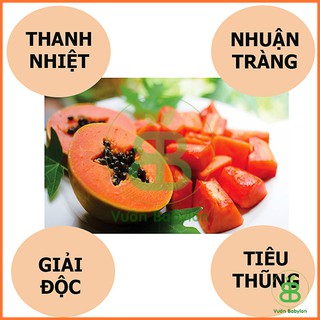 Hạt Giống Đu Đủ Ruột Đỏ Rạng Đông, Siêu Trái, Dễ trồng, Dễ nảy mầm Vuonbabylon - Gói 5 Hạt