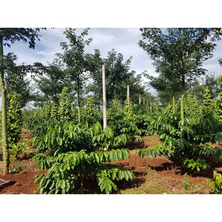 1kg cà phê bột rang mộc Kuffie Blend