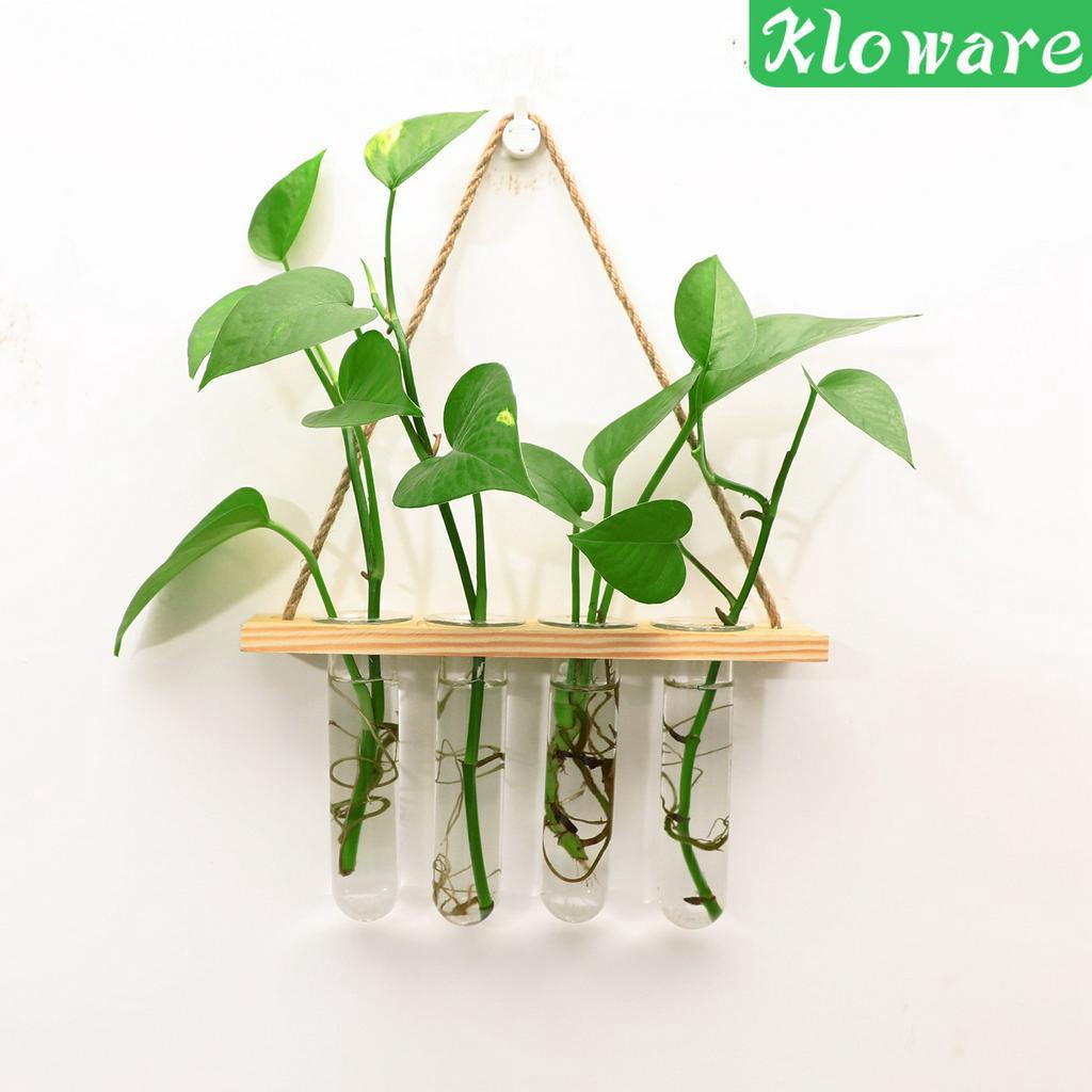 Chậu Kính Trồng Cây Có Móc Treo Tiện Dụng