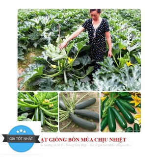 Hạt giống bí ngòi xanh f1 - 10 hạt
