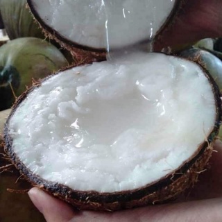 Dừa sáp đặc sản cầu kè trà vinh - bao sáp .