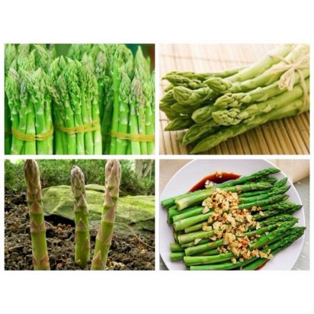 Gói 50 Hạt giống măng tây xanh KHUYẾN MẠI SHOP MỚI HẠ GIÁ SỈ