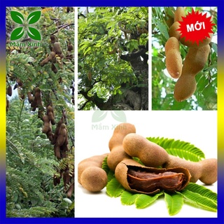 Cây me thái ngọt