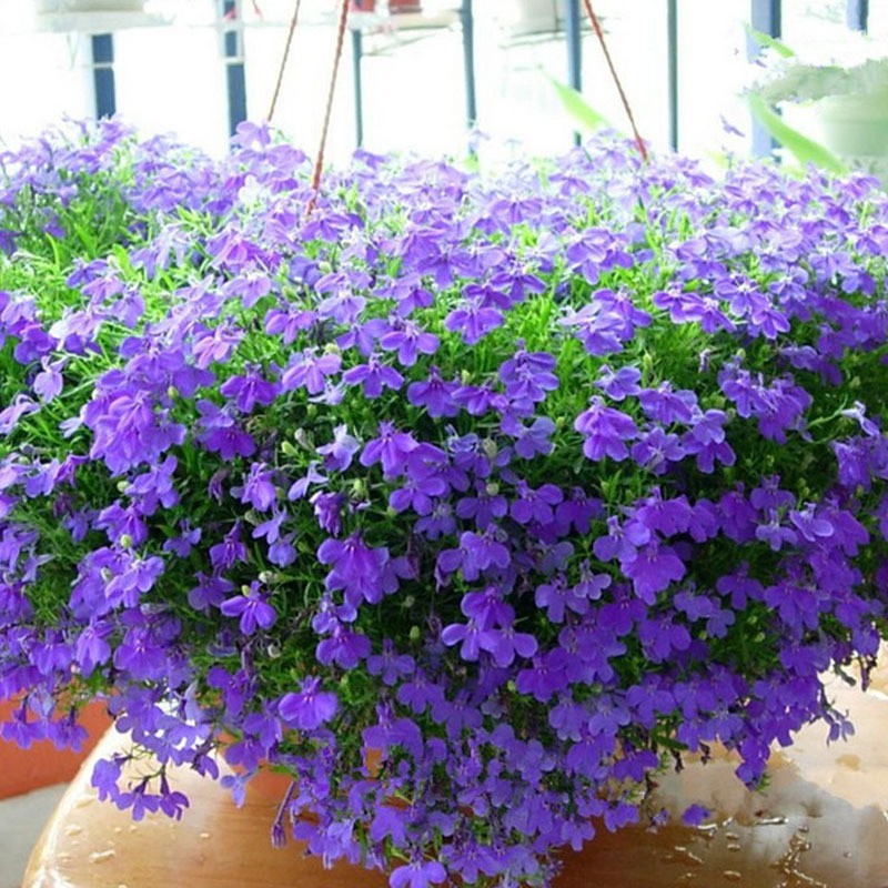 Hạt Giống Hoa Cúc Lobelia (200 Hạt) - [MUA 3 TẶNG 1 CÙNG LOẠI]