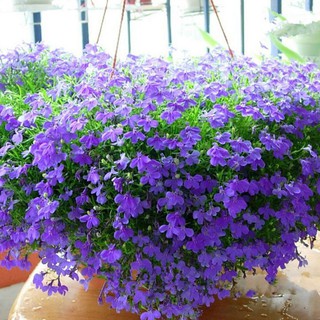 200H - HẠT GIỐNG HOA CÚC LOBELIA