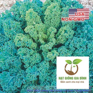 600h Hạt Giống Cải Xoăn Kale Xoăn Lùn Blue Scotch (B2.403 | C47)  FAMILY