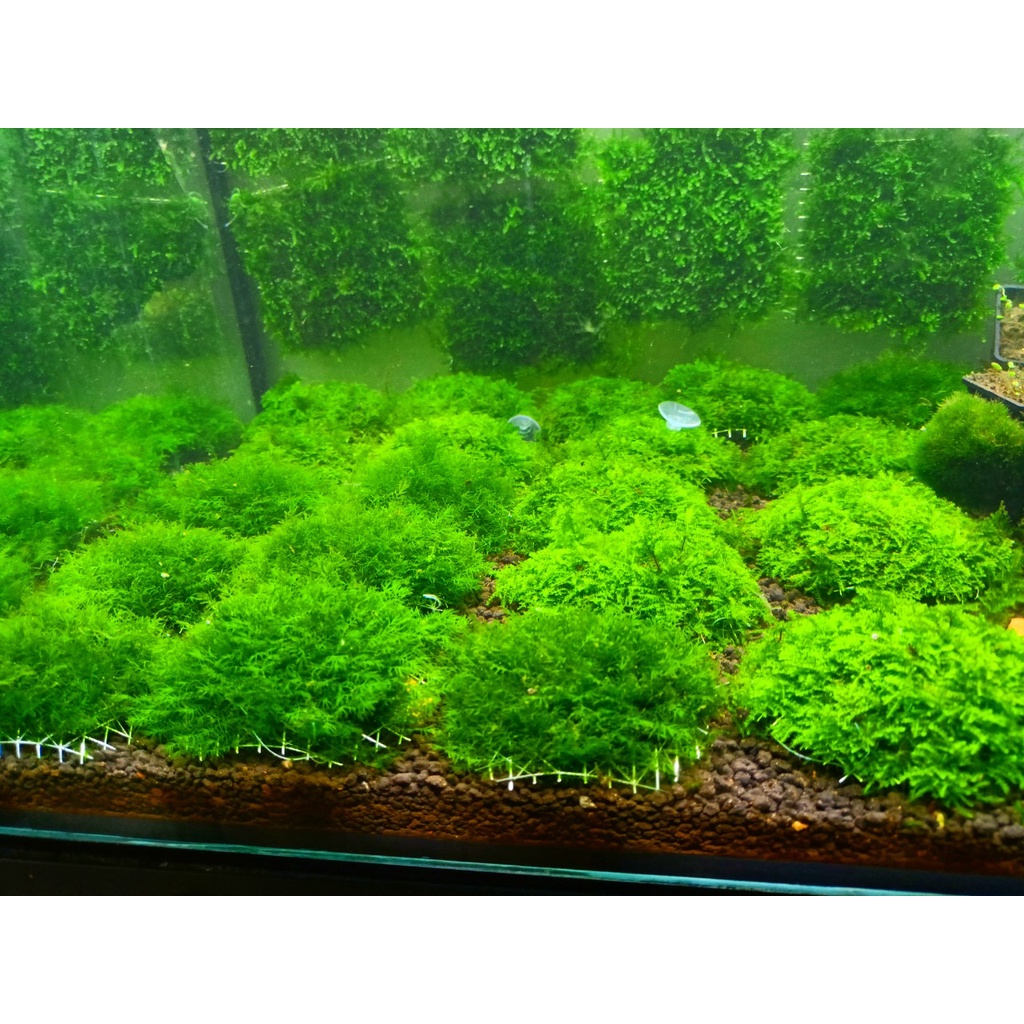 Cầu Rêu US FISS - PHOENIX MOSS - Trang Trí Hồ Tép