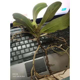 Hoa Lan Cẩm Báo