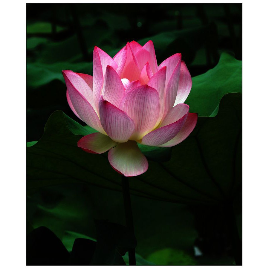 Gói 10 hạt giống sen ta - Sen Hồng Việt Nam - Vietnamese Lotus