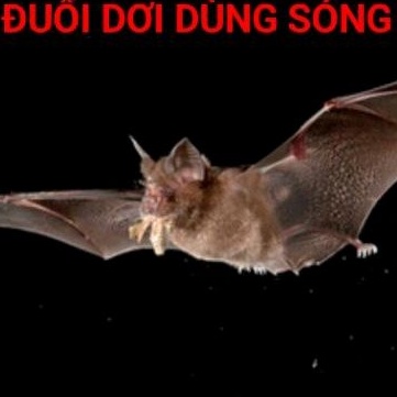 Máy đuổi dơi đuổi côn trùng sử dụng sóng siêu âm hiệu quả hàng việt nam chất lượng cao