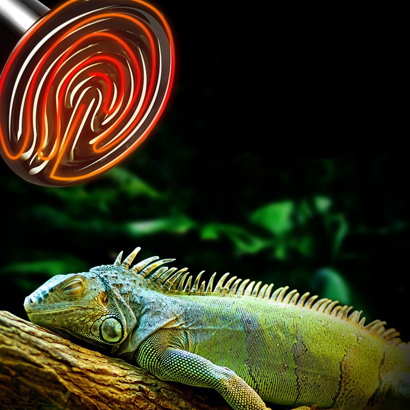 Đèn sưởi cho bò sát Repti Basking Spot Lamp   Tạo ra khu vực sưởi trong chuồng nuôi