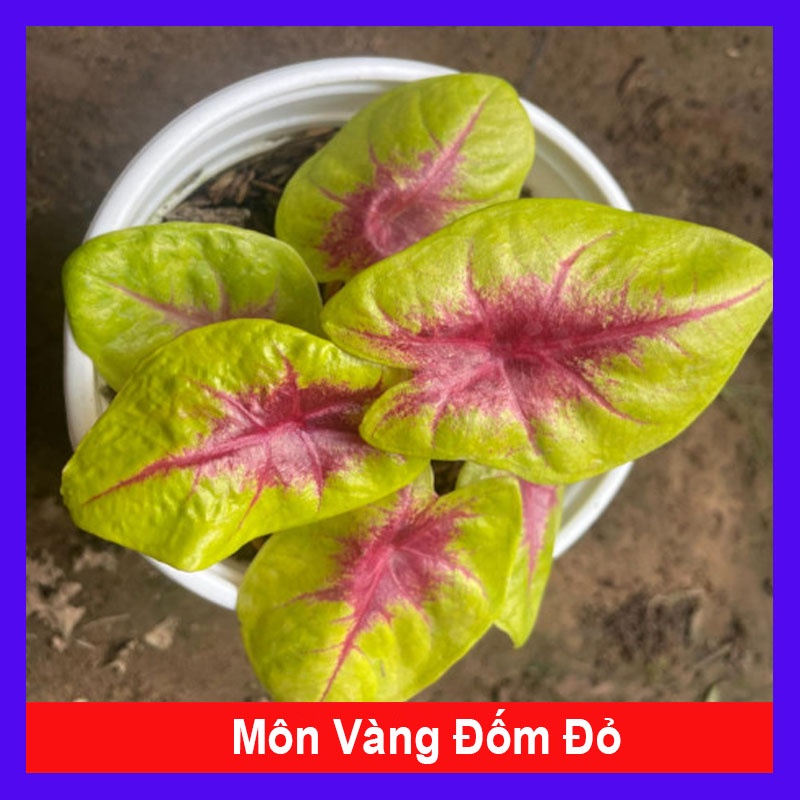 Cây Môn Vàng Đốm Đỏ - cây cảnh để bàn + tặng phân bón cho cây