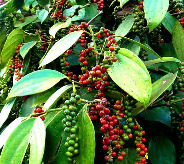 Hạt tiêu khô vụ mới 2022 - tiêu chắc, đẹp, không hạt lép | Bột Natural