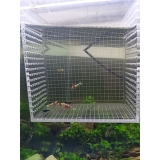 Box Mica Chuyên Dụng Cho Tép