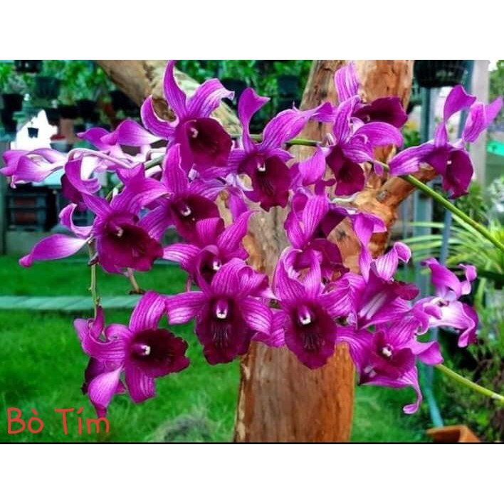 Denro Bò Tím cây trưởng thành chậu phi 12