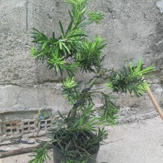Tùng la hán bonsai 60-70cm
