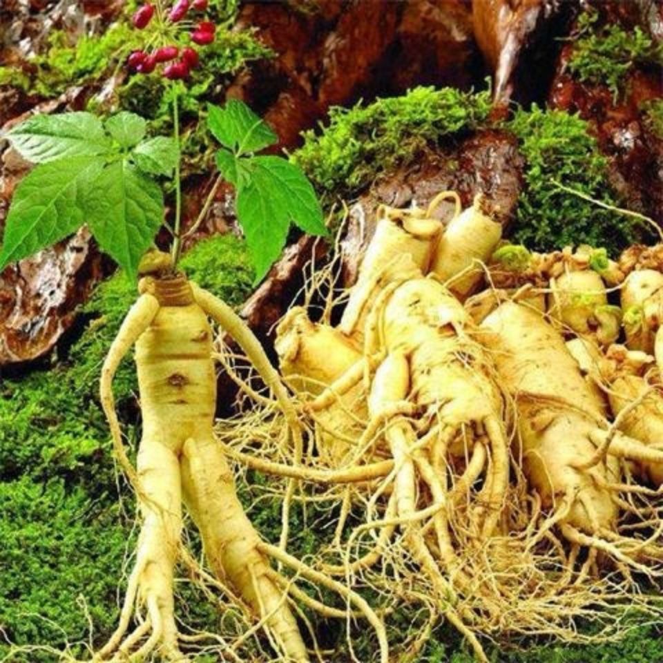 Hạt nhân sâm tốt nhất, giá siêu rẻ, tỷ lệ nảy mầm siêu cao, hạt nhiều dinh dưỡng, quả ăn được 30h