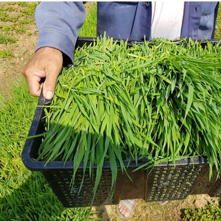 1kg hạt giống cỏ lúa mì giàu dinh dưỡng cho thỏ- bọ ú- guinea pig