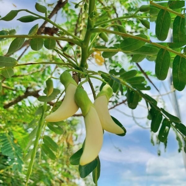 Hạt bông SO ĐŨA trắng - Gói 2 gram