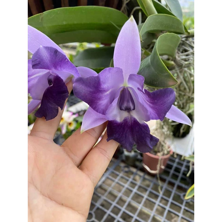 Hoa Lan Cattleya- ANGLE KISS- chậu trưởng thành