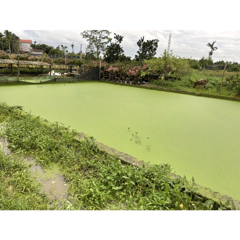 Bèo tấm bèo cám thuỷ sinh