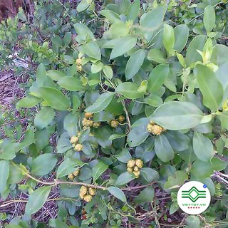 Cây mặt quỷ 1Kg T039