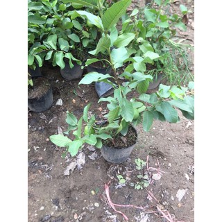 2 Cây giống ổi đang trái