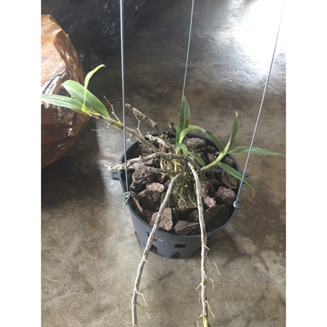 lan rừng Hoàng Thảo Đơn Cam