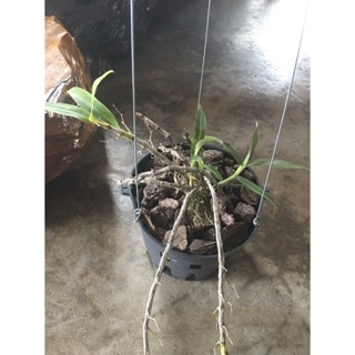 lan rừng Hoàng Thảo Đơn Cam