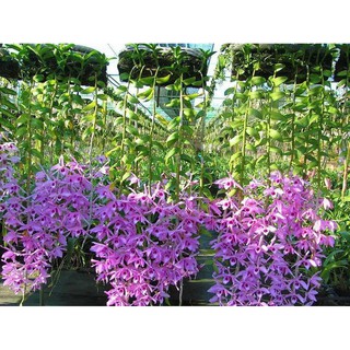 Hoa Lan Giống GiÃ Hạc hawai