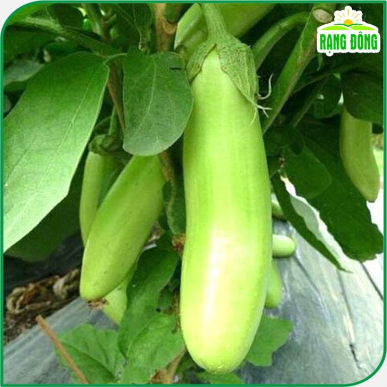 Hạt giống Cà Xanh Mỡ sai trái, ít sâu bệnh, trồng quanh năm, dễ chăm sóc, thu hoạch nhiều lần - Hạt giống Rạng Đông