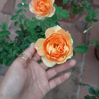 Cành chiết hồng ngoại đẹp