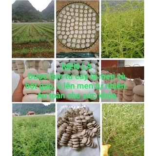 Men ủ rượu cây lá men